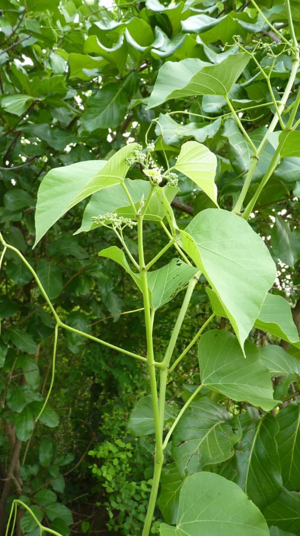 Cissus Populnea plant