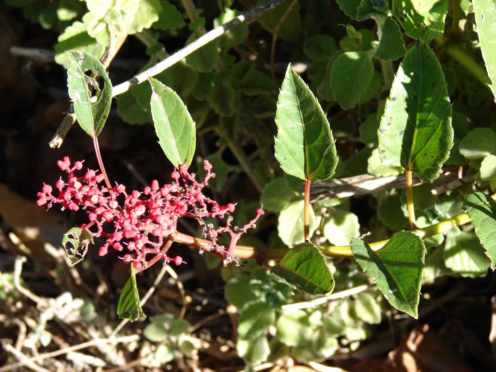 Handroanthus Antioxidant Flower